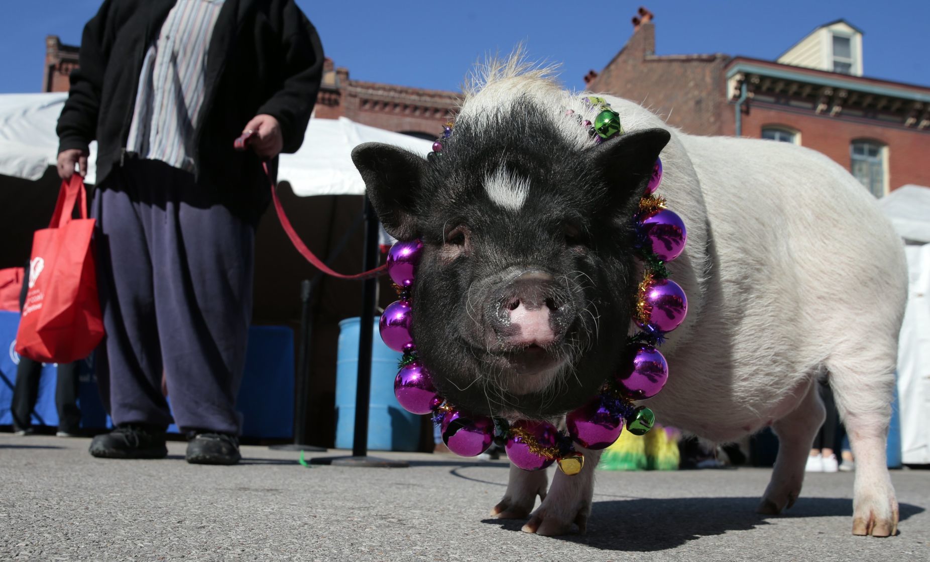 Purina Pet Parade barks through Soulard